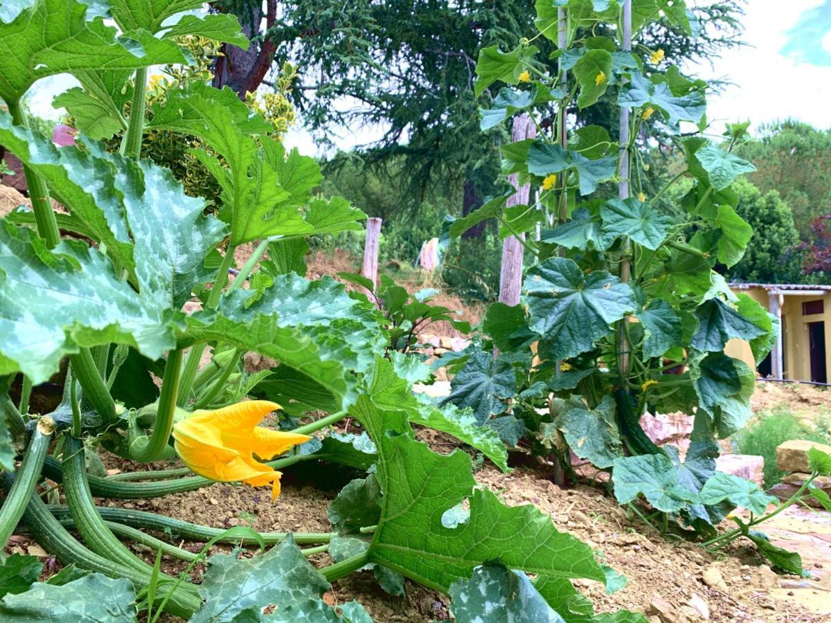 Agriturismo La Collina Toscana Pieve a Maiano Eksteriør bilde