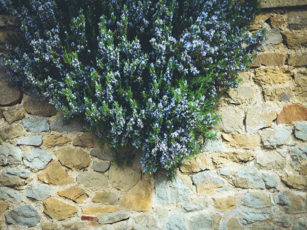 Agriturismo La Collina Toscana Pieve a Maiano Eksteriør bilde